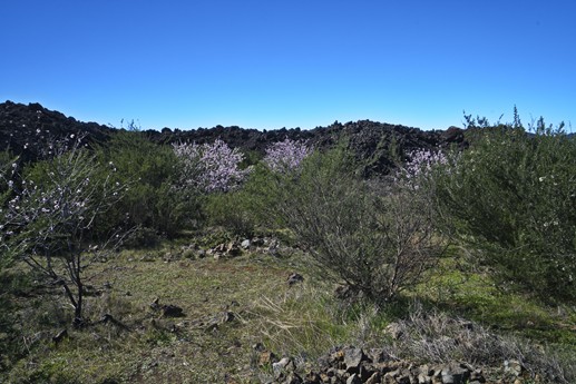 3 feb 2021 Fioritura mandorli